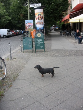 In Berlin, the smaller the dachshund, the bigger the...erm...tail!